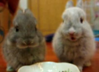Cute Alert: Nibbling Bunnies